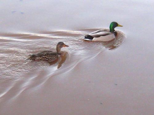 Duck pair.jpg