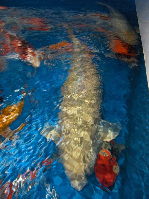 Attached Image