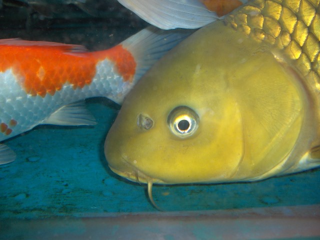 Attached Image