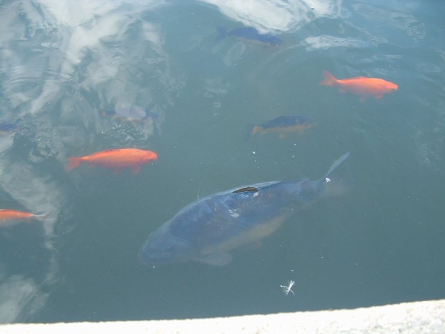 Attached Image