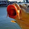 Common closeup - DesPlaines River - Joliet, IL - Dr. Frank Rink