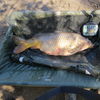 Adam Cieplik 33lb2oz (2)
