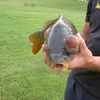 kentlakecarpersWTFCarp