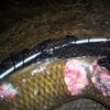 hairwigsMutilatedCarp