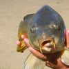 DariussSplitLipCarp