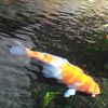 Koi